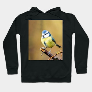 A blue tit in an English garden Hoodie